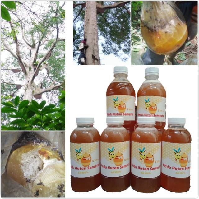 

Madu Hutan ASLI 100% - BERAT SETENGAH KILO = 350ML- GARANSI UANG KEMBALI