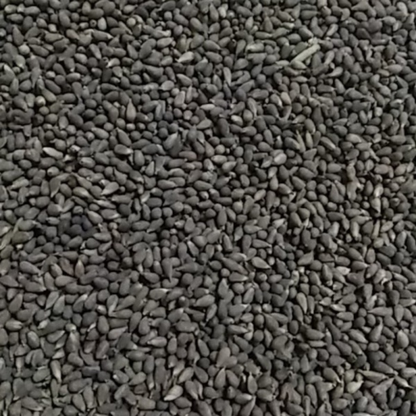 Jual Benih balsa super F1 10gram biji balsa bibit pohon kayu balsa benih Diskon