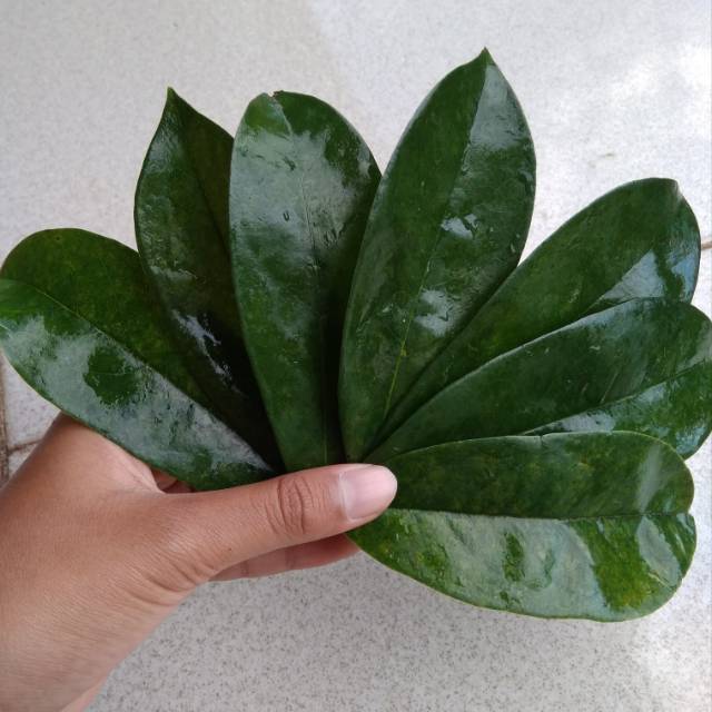 

Daun sirsak