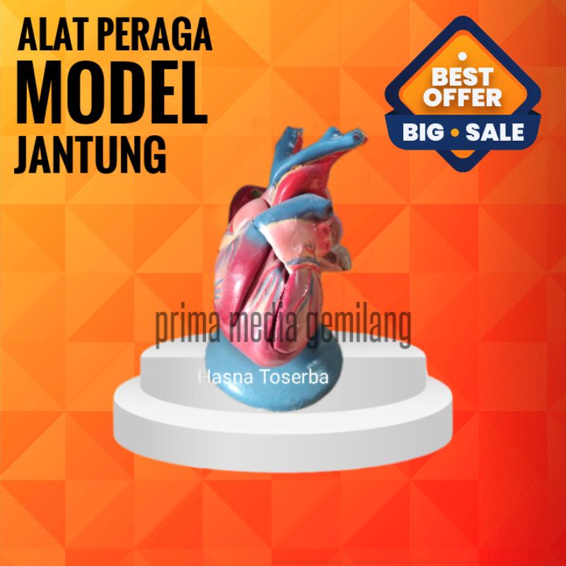 

MODEL Jantung/Torso Jantung/Alat Peraga Pendidikan IPA