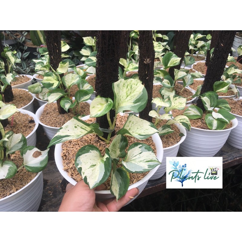 epipremnum manjula sirih manjula