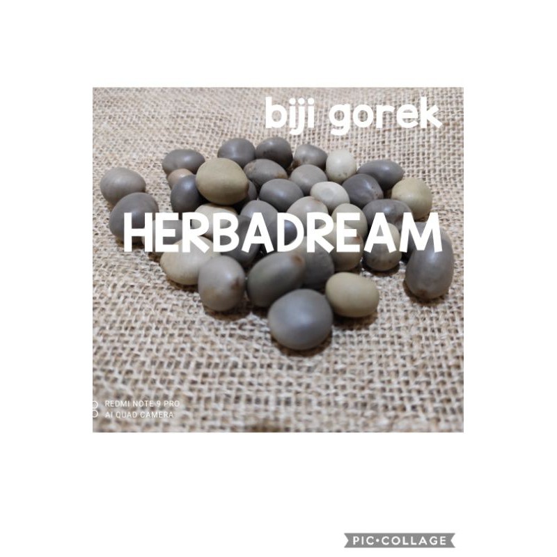 

100 GRAM BUAH GOREK CAESALPINIA CRISTA KEBIUL KALALOYANG BONDUC NUT KUKU TUPAI MAKIT KUTUK RAJA