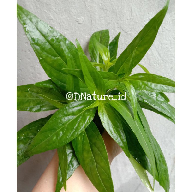 

Daun Sambiloto (Perikat isi 20 Daun)