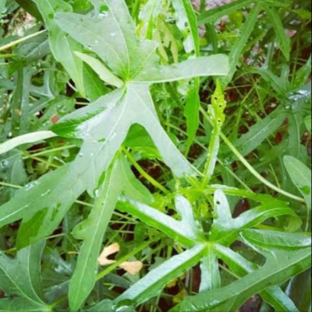 

Daun gedi/sampe medi/daun edi/sayuryondok