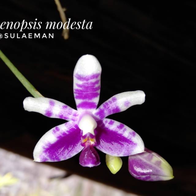 Phalaenopsis modesta