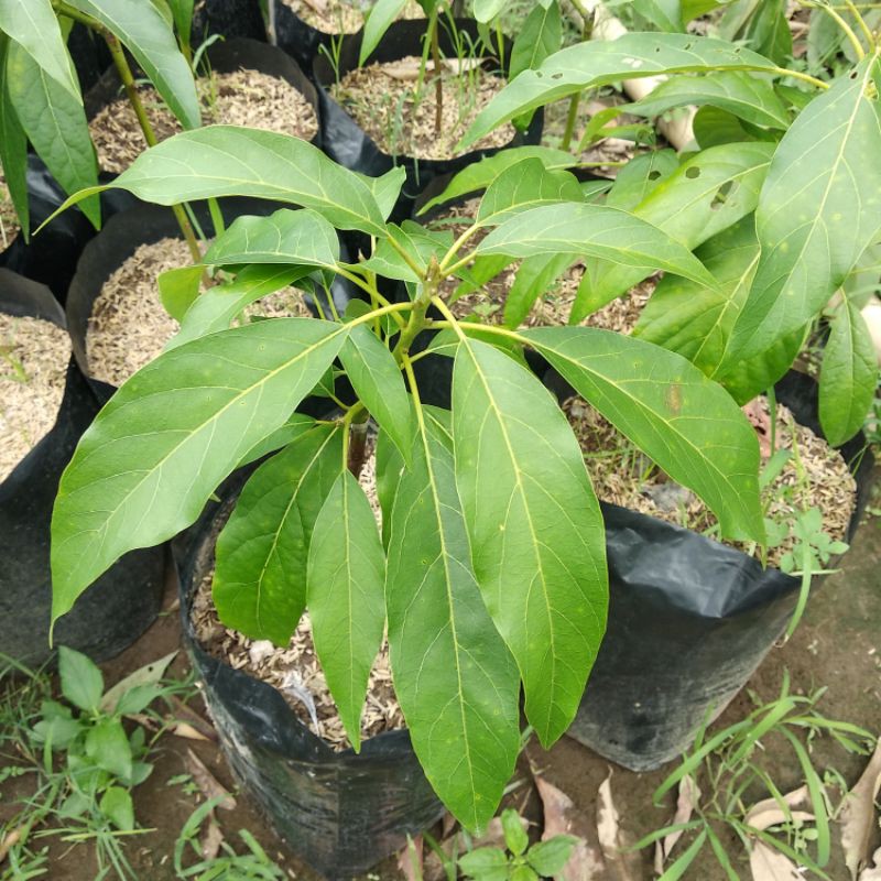 Alpukat Avozilla | paket 2 batang bibit alpukat avozilla 1M up