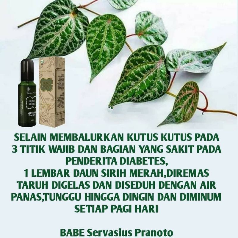 MINYAK KUTUS KUTUS ASLI