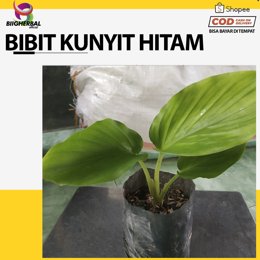 kunyit hitam asli kaempferia parviflora