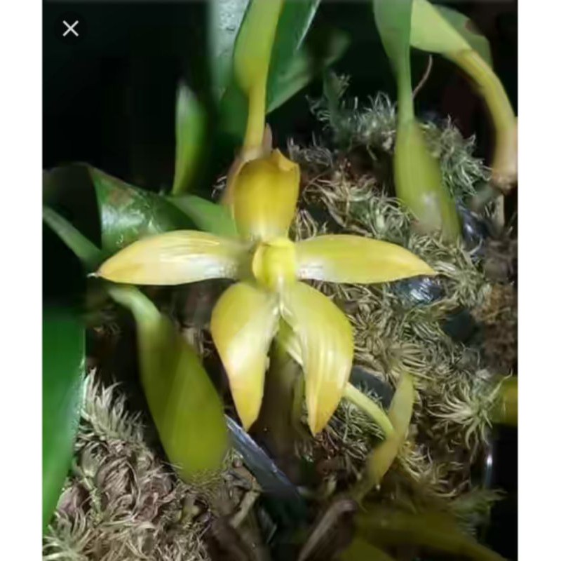 Anggrek Bulbophyllum Hamatipes