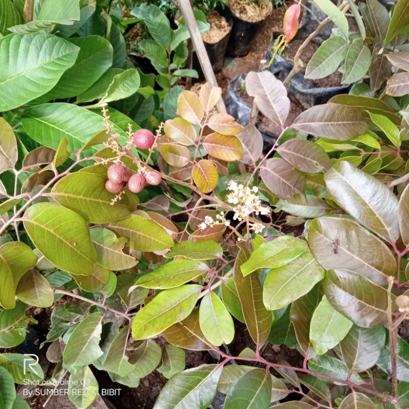 BIBIT KELENGKENG MERAH BERBUNGA