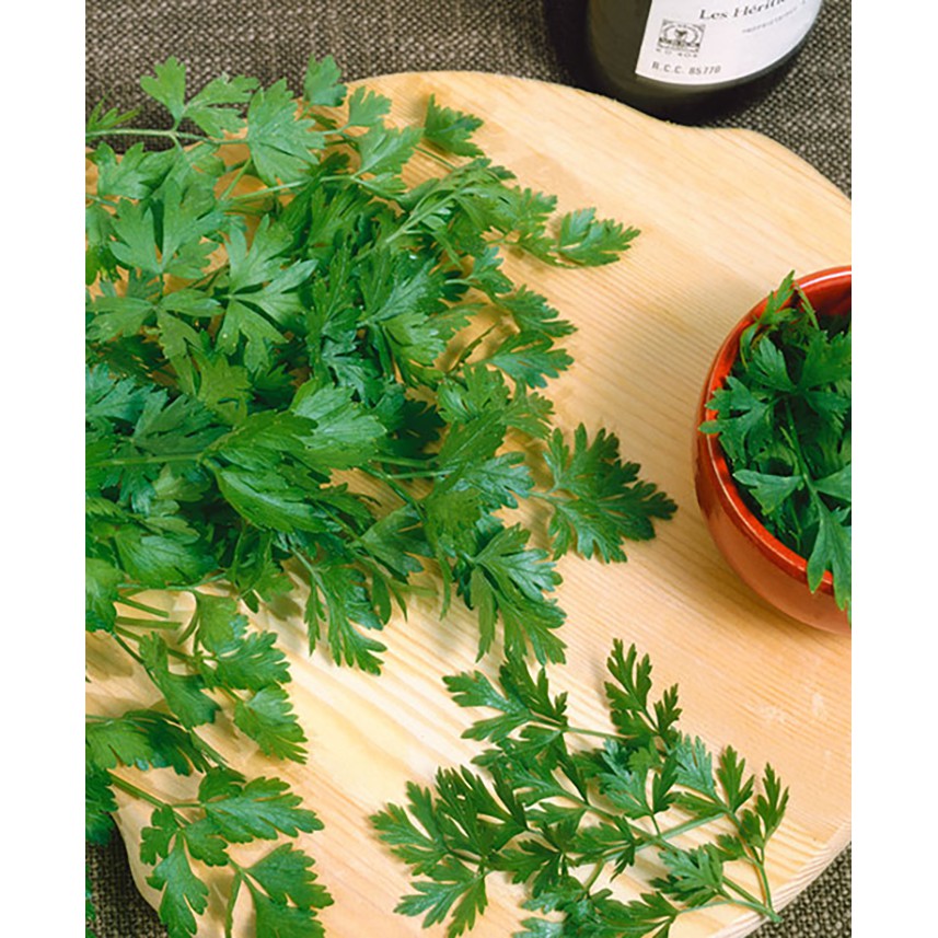 Benih-Bibit Parsley Dark Green Italian (Haira Seed)