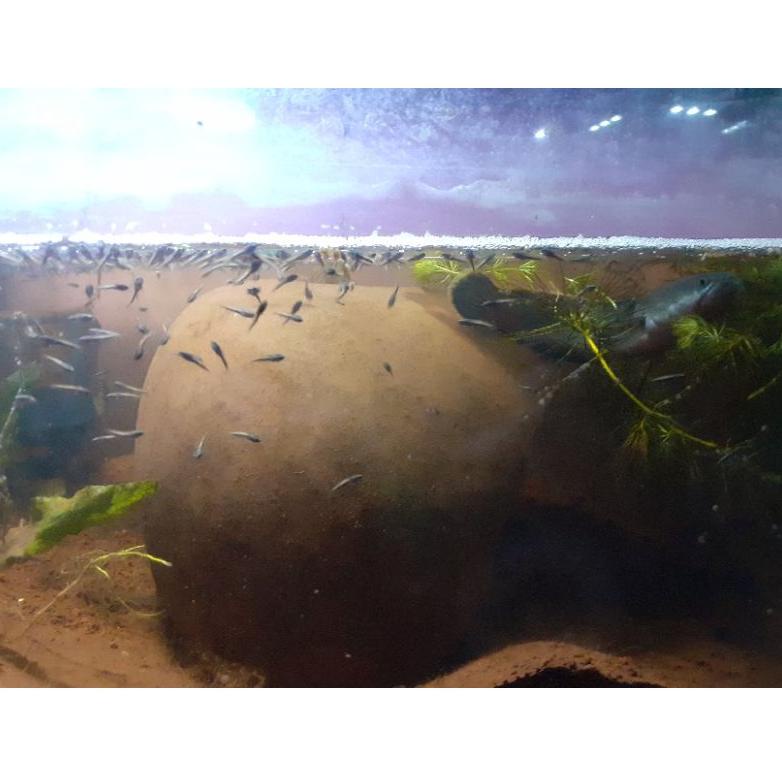 [KODE ZQ77S] Limbata Lawu CB (Ternakan) Grade A,Rim Tebal calon Gondrong size 4-5 cm