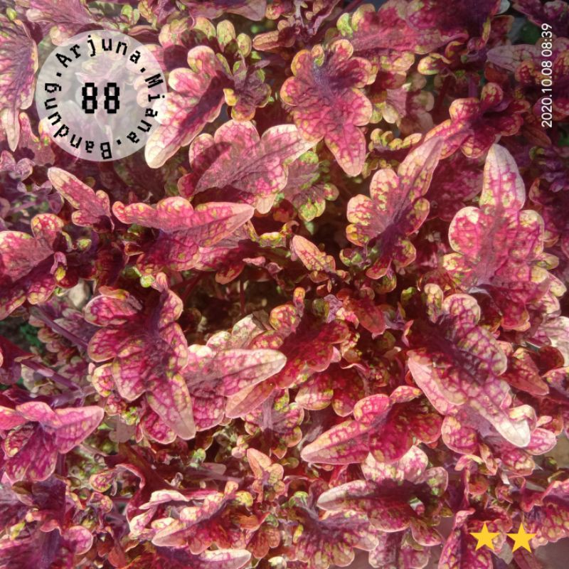 miana kode 88 / Arjuna miana bandung