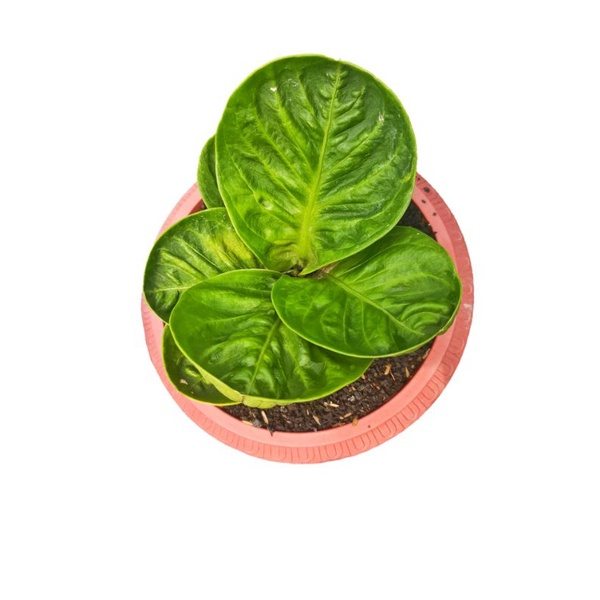 anthurium Jemani Mangkok granpha/mangkok broken heart/mangkok GP/Mangkok BH/tanaman hias