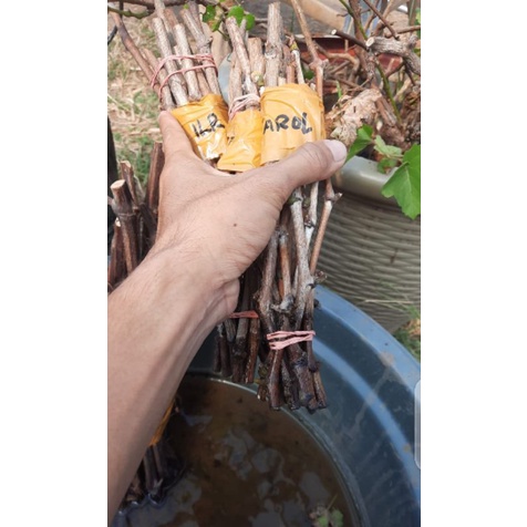 CUTTING ANGGUR IMPOR BEBERAPA VARIAN BANYAK VARIAN