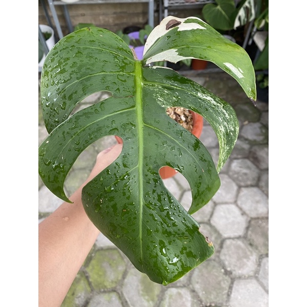 MONSTERA VARIEGATA DELICIOSA