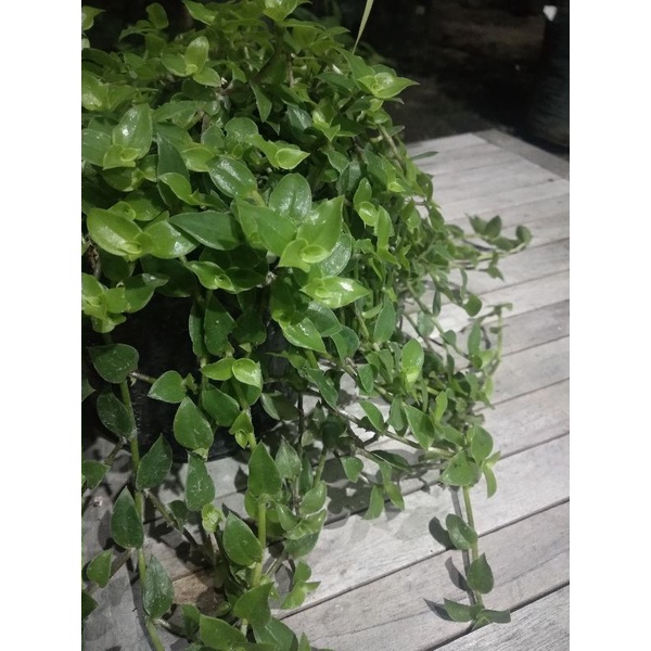 Tradescantia Fluminensis Green