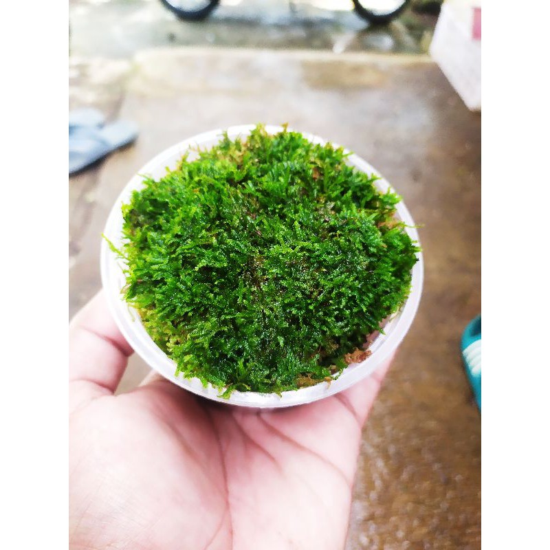 moss weeping mini per cup 300 ml