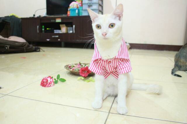 Kemeja pink blaster lucu untuk kucing dan anjing size S M L XL (choose one)