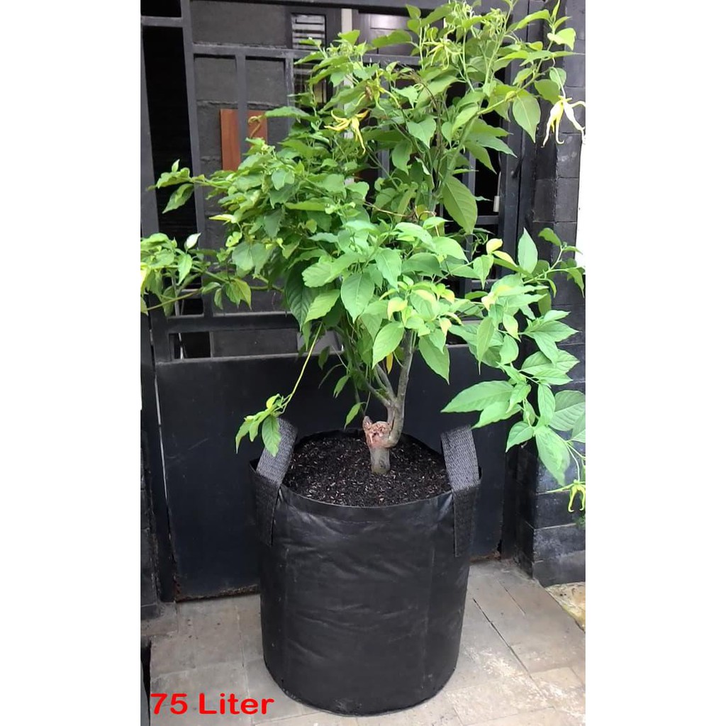 Order Planter Bag 75 Liter Pot Bibit / Polybag / Polibek Terpal Bisa Bonsai - Hijau Buru Order