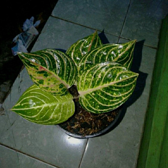 bibit tanaman aglonema Esmeralda golden remaja/bibit