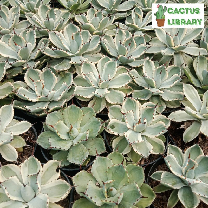 Agave Kisshokan Variegata