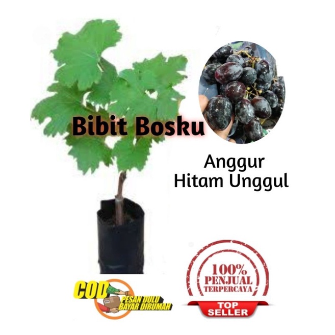 Bibit Anggur Alfonso (Manis)