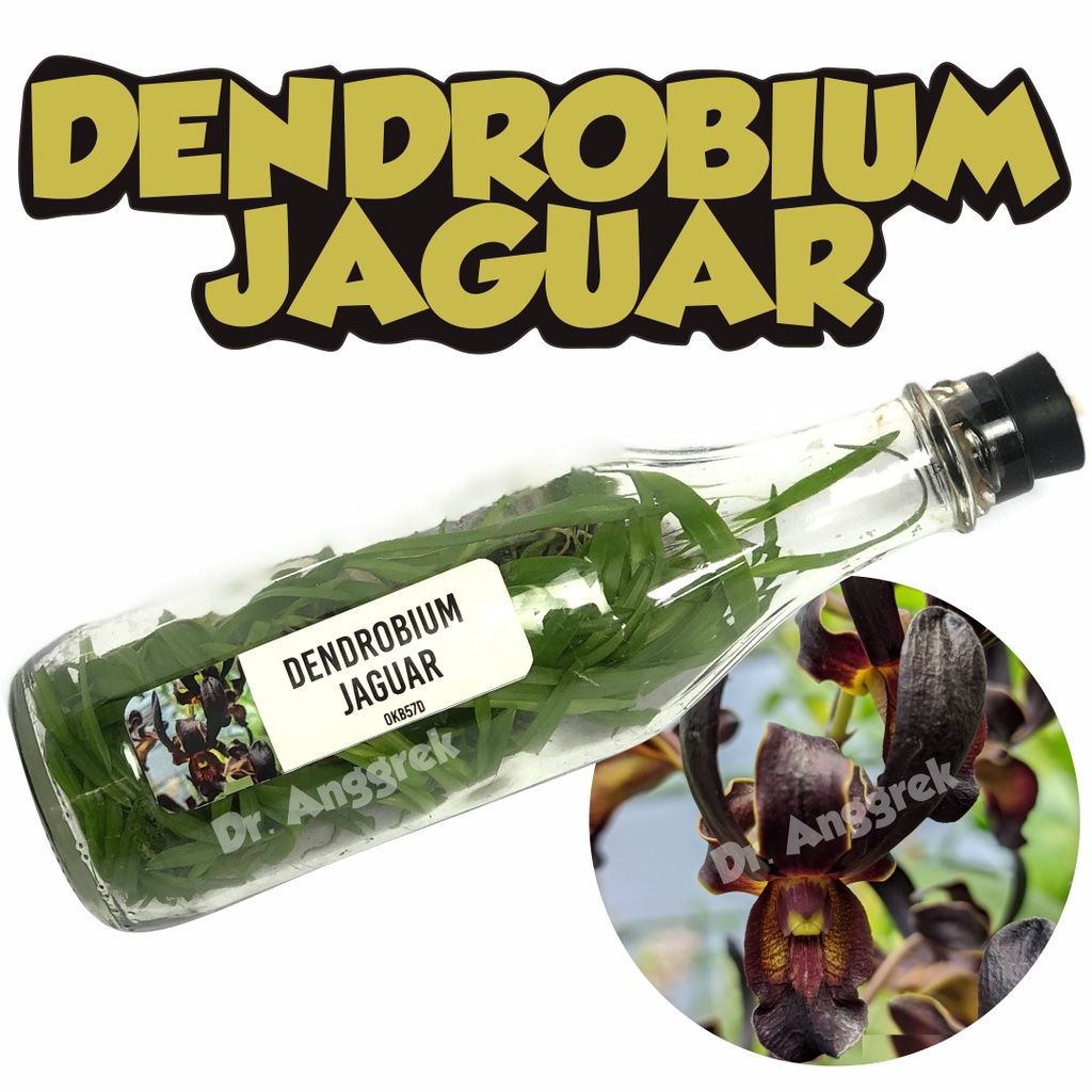 Bibit Anggrek Dendrobium Dalam Botol Jaguar