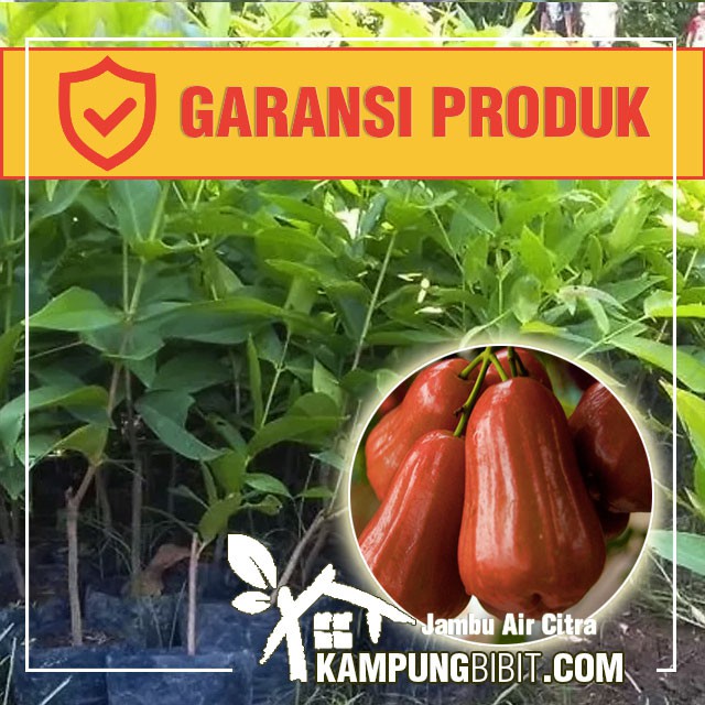 Bibit Jambu Air Citra Garansi Produk