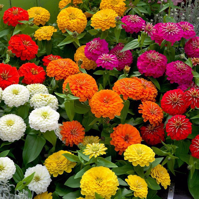 Biji Bunga Zinnia Liliput Mix Flower - Bibit Tanaman Bunga Zinnia Liliput Mix - Zinnia Liliput - COD