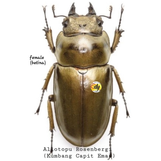 HIDUP: Kumbang Capit Emas / BETINA (LIFE: Allotopus Rosenbergi/FIMALE)