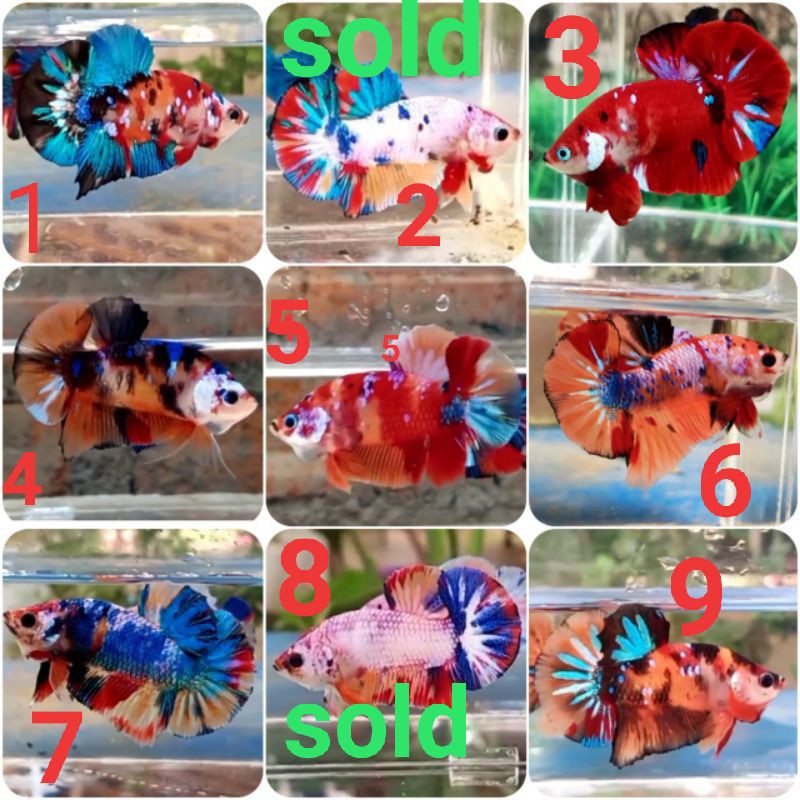 

Termurah spsng ikan cupang nemo multi colour indukan