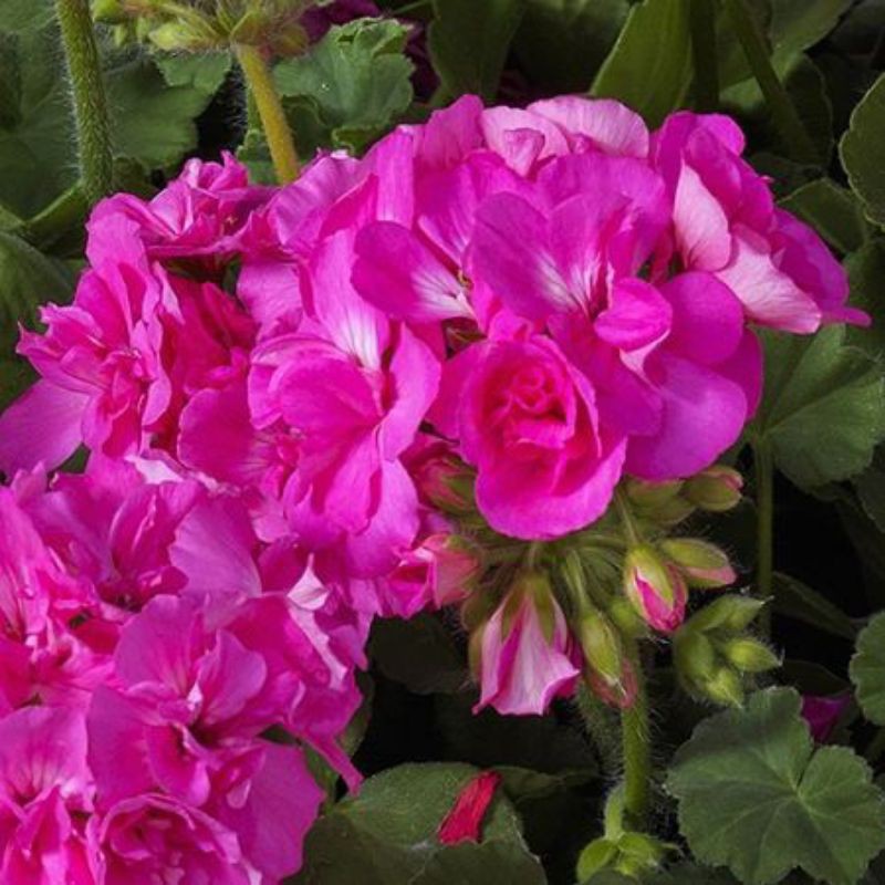 Tanaman Hias Geranium Pink/Tanaman Hias Bunga Gantung Geranium Pink