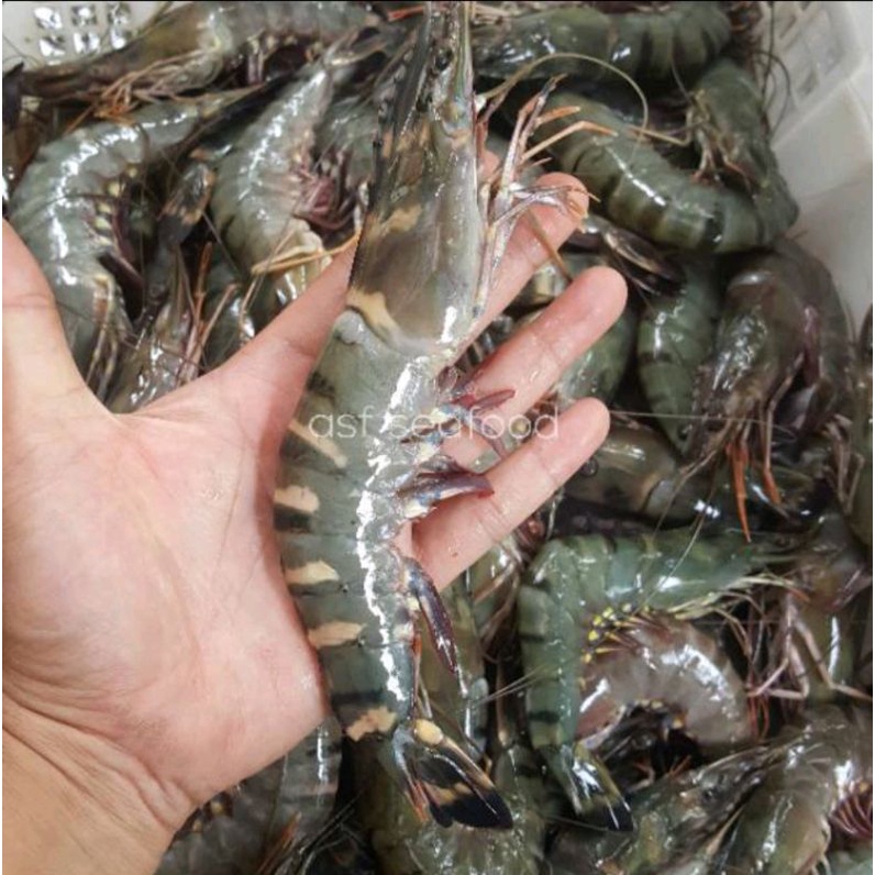 

Udang Tiger