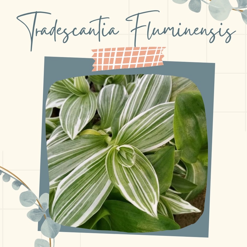 Tanaman Hias Sabrina Hijau Tradescantia Fluminensis Bunga Gantung Sabrina Tradescantia Fluminensis