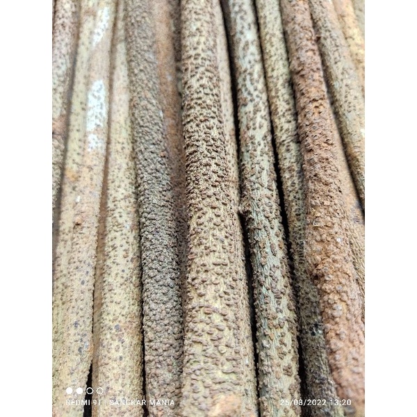 Tangkringan kasar asem bali kasar super