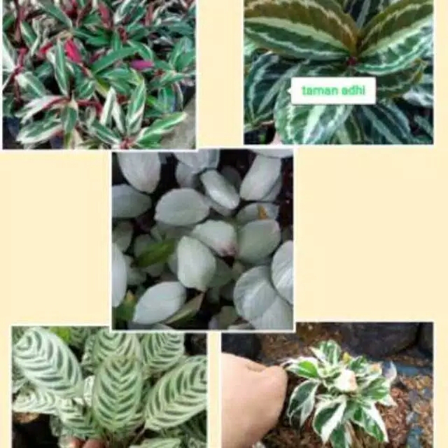 paket 5 tanaman hias calathea