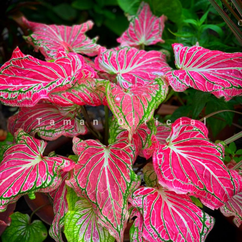 Tanaman hias hidup Keladi Batik Wayang / Bunga hias hidup caladium Murah Merah / Hiasan rumah minima