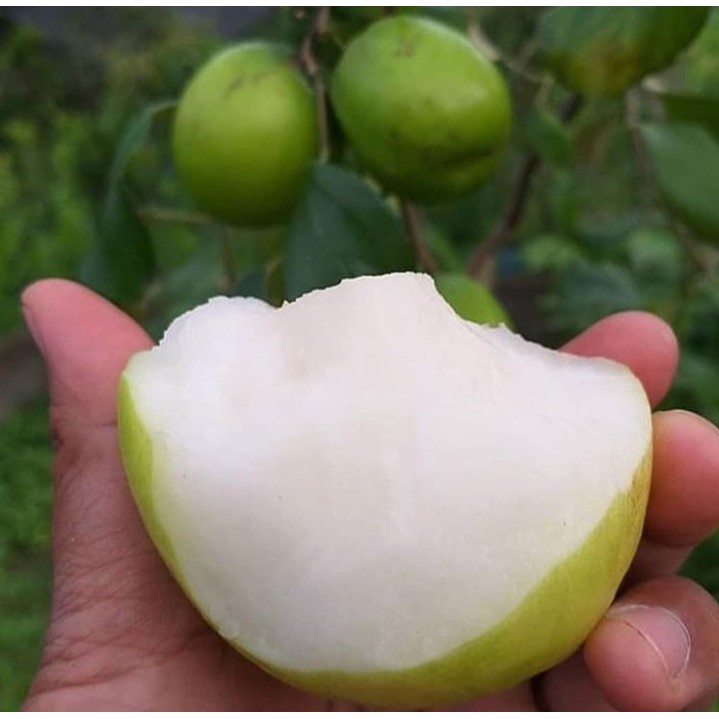Bibit futsa atau apel india unggul hasil okulasi-2