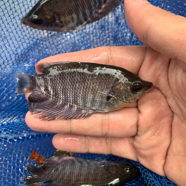 bibit gurame soang 2 jari atau ngorek - bibit ikan gurame - bibit gurame - gurame konsumsi