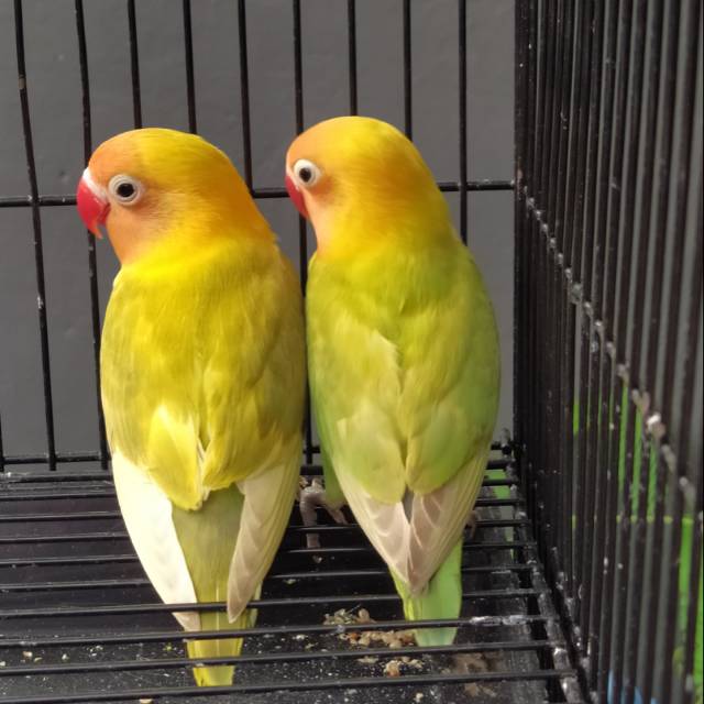 Burung Lovebird | Lakbet Paud | Pasjo | Pastel Ijo | Sepasang