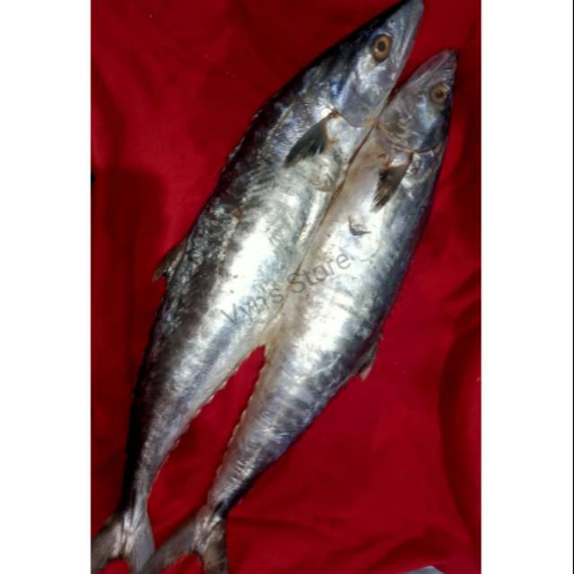 

Ikan Tenggiri