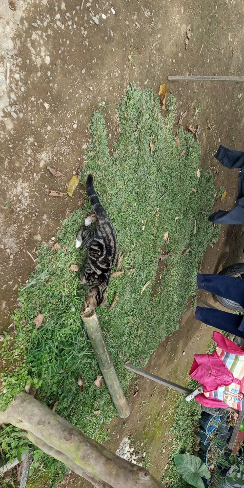 Zola_batik Batik Couple Set Batwing 2543