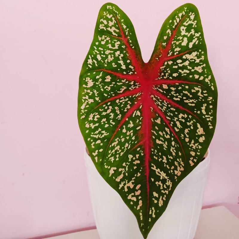 Caladium red star