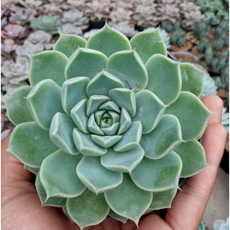 Sukulen Echeveria Jenis Import Korea