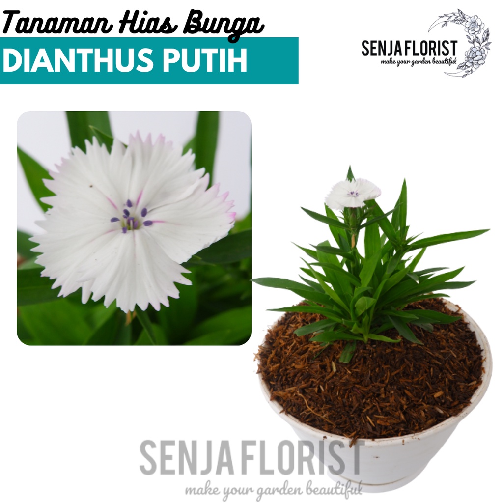 Tanaman Bunga Dianthus Putih - Anyelir Putih