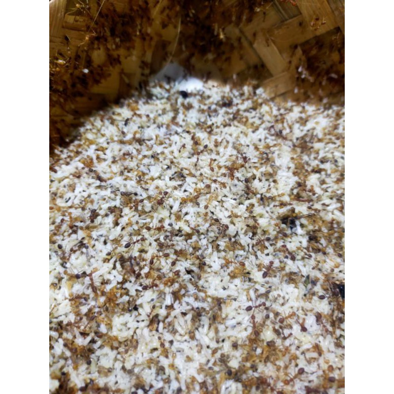 

kroto jawa / kroto segar 50g