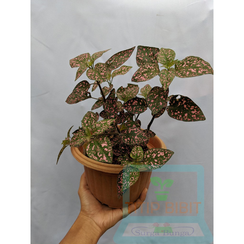 hipotes-hypoestes pink bibit tanaman hias daun