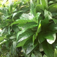 

Daun Reundeu Lalapan Lalap Khas Sunda Jawabarat / Daun reundeu lalapan lalaban daun reundeu MURAH