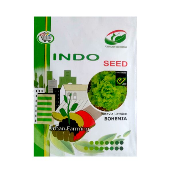 Benih Biji Bibit Selada Bohemia Batavia Lettuce Sayuran Hidroponik 1gr